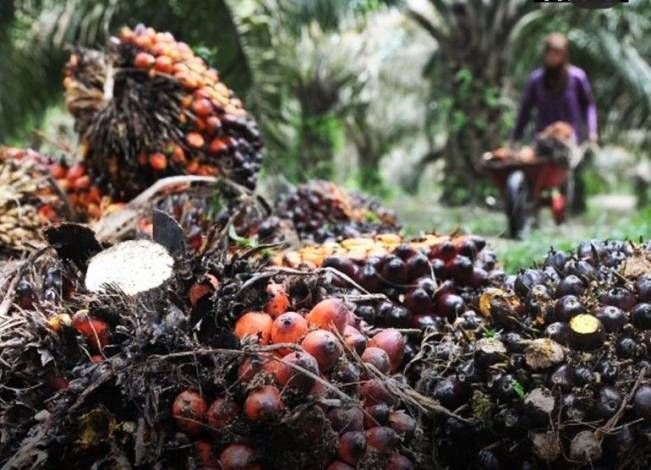 Pekan Ini Harga TBS Sawit Riau Kembali Naik