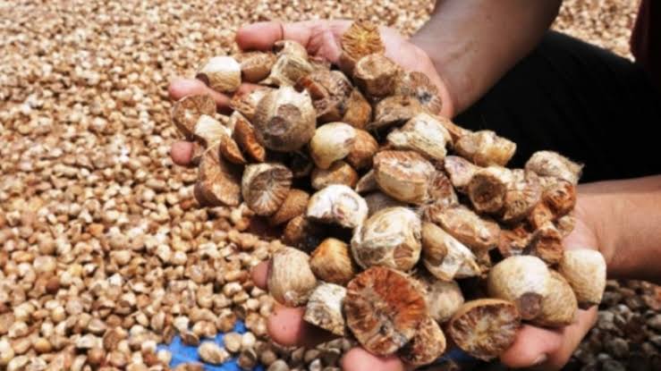 Harga Pinang Kering di Riau Minggu Ini Dihargai Rp5.690 per Kg