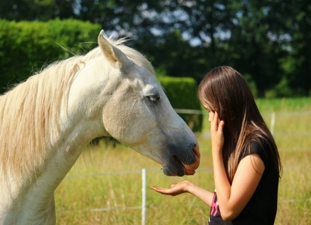 Testis Kambing dan Penis Kuda Bikin Kuat di Ranjang, Mitos atau Fakta?