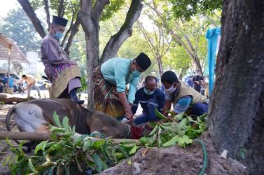 Tahun Ini Pemotongan Hewan Kurban di Riau Naik 9,82 persen