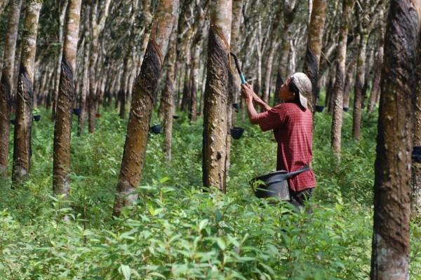 Petani Karet Kini Bisa Tersenyum Manis