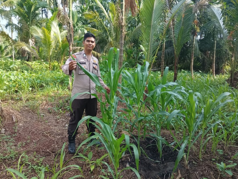 Om Bhabin Milenial Rutin Pantau Tanaman Jagung, Wujud Nyata Dukung Ketahanan Pangan