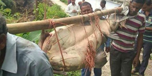 Warga Berhasil Tangkap Ikan Lele Raksasa Seberat 125Kg