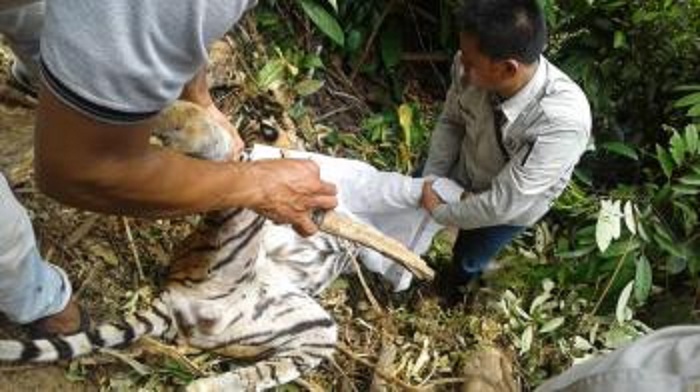 Harimau Sumatra Dewasa yang Mati Terjerat Seharusnya Lahirkan Dua Anak
