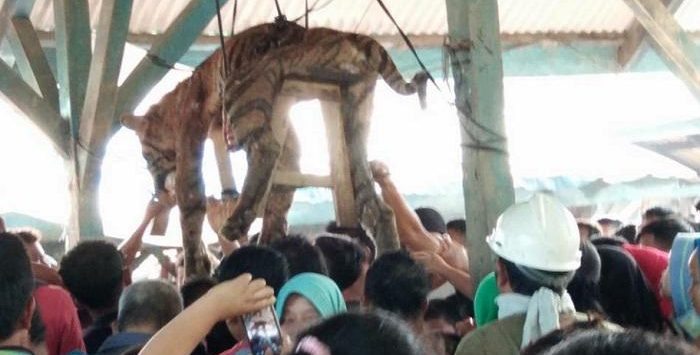 Harimau Sumatera Malang ini Tewas Ditombak Warga, Organ Tubuhnya Dipreteli