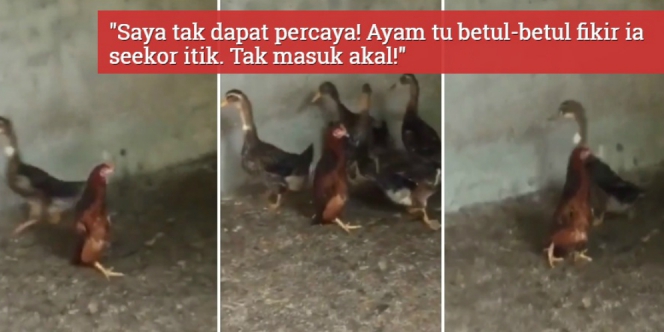Ayam Merasa Dirinya Bebek, Lihat Cara Jalannya