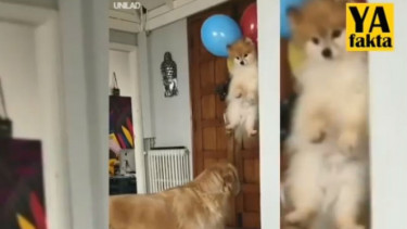 Terlilit Balon Anjing Ini Terbang, Videonya Bikin Bengong!