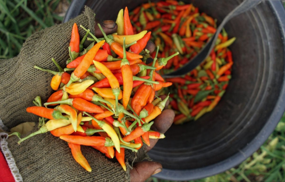 Harga Cabai di Pekanbaru Naik 'Pedas', Ini Penyebabnya