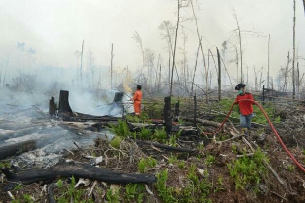 Dampak Karhutla, Tanah Gambut Di Kabupaten Inhil Terancam Rusak