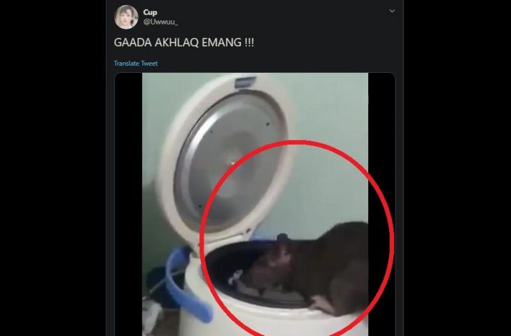 Tikus Besar Nangkring di Penanak Nasi, Netizen: Nggak Ada Akhlak
