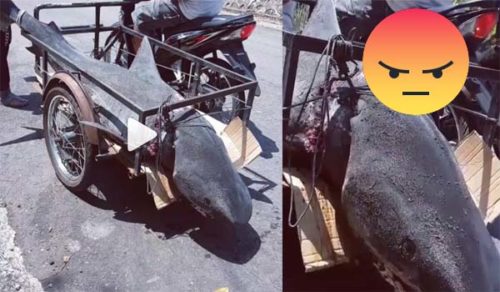 Video Hiu Diangkut Hidup-Hidup Pakai Motor Bikin Netizen Geram