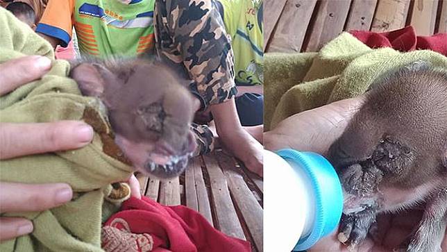 Warga Heboh! Lahir dengan Kondisi langka, Babi ini Berkepala Gajah. Ini Bentuknya