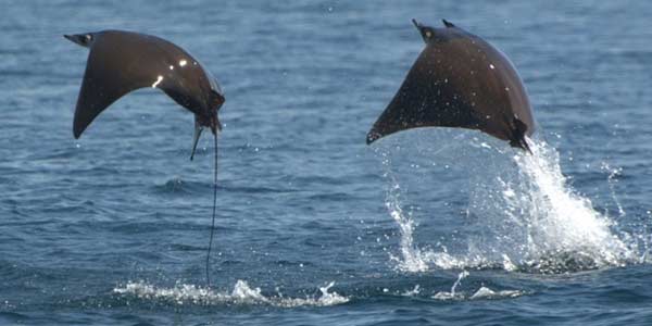Kisah Ikan-ikan yang Berkelana Mencari Samudera