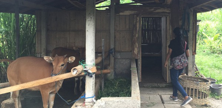 Wayan Meninggal Ditendang Sapi, Terkapar di Gundukan Kotoran