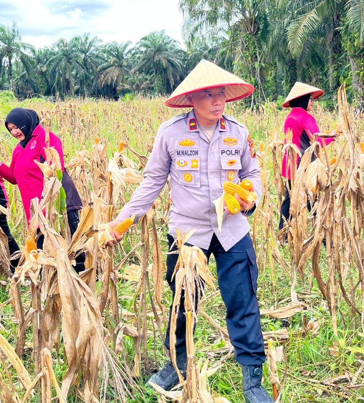 Dukung Asta Cita, Polsek Sabak Auh Pantau Panen Jagung Pipil di Lahan Ketahanan Pangan