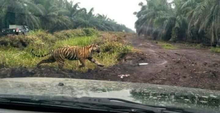 Legislator Riau Minta Warga Tidak Bunuh Bonita