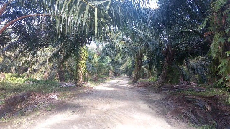 Luas Kebun Sawit Ilegal di Riau Mencapai 1,8 Juta Ha