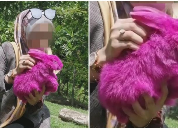 Peternakan di Malaysia Dapat Cibiran Netizen Karena Nekat Warnai Kelinci hingga Merah Muda