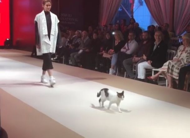 Muncul di Catwalk, Kucing ini Curi Perhatian , Ini Tingkah Menggemaskannya