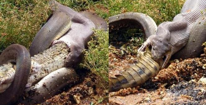 Ular Piton Telan Buaya Besar, Begini Penampakannya