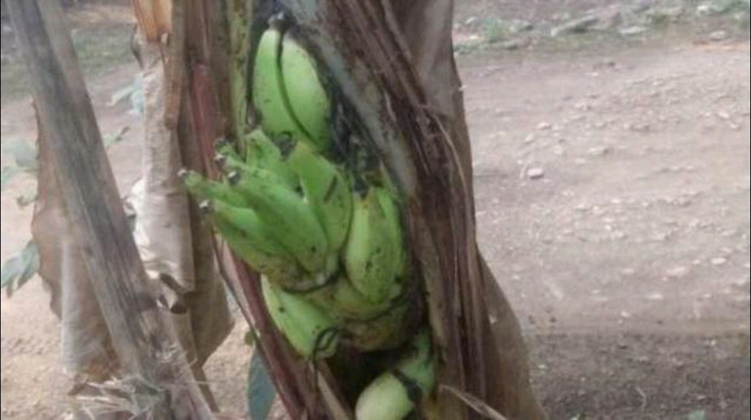 Ada Pisang Aneh, Warga Jambi Heboh! Ini Bentuknya...