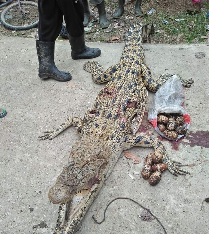 Warga Inhil Tombak Buaya HIngga Tewas, yang Ditemukan Justru Mengejutkan
