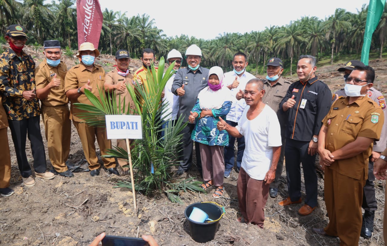 Bupati Alfedri Tanam Perdana Kebun PSR Sialang Baru