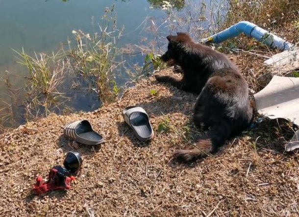 Anjingnya Menunggu di Tepi Sungai, Majikannya Ternyata Tewas Tenggelam