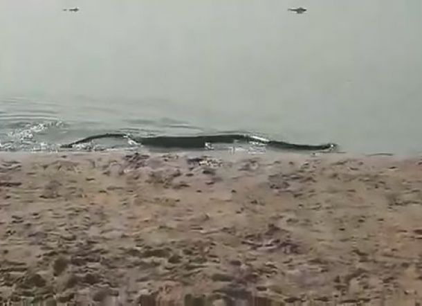 Anaconda Muncul di Pantai, Pengunjung Berlarian Sampai Lupa Handuk