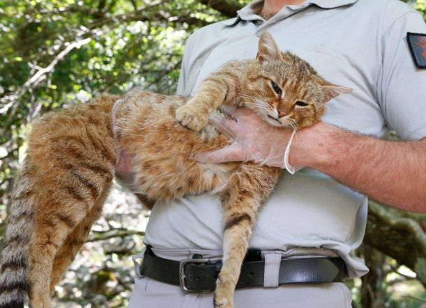 Kucing-Rubah Misterius Ditemukan di Prancis