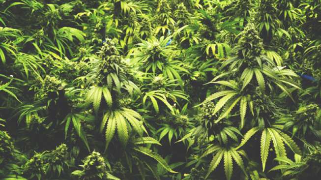 Jus Ganja Diprediksi Jadi Tren di Dunia Kesehatan