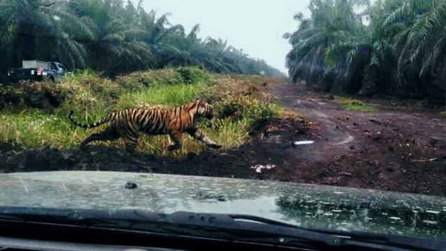 Cerita Mistis, Harimau Bonita Ditunggangi Kakek Tua Berjubah