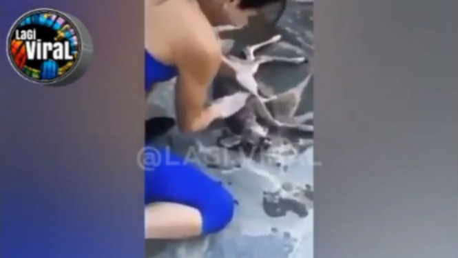 Wanita Pantang Menyerah Selamatkan Binatang Tenggelam