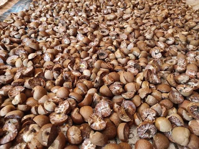 Turun Tipis, Harga Pinang Kering di Riau Minggu Ini Dihargai Rp4.900 per Kg