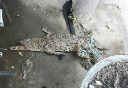 Oknum Polisi Di Tembilahan Berhasil Menangkap Buaya Tanpa Moncong Di Jalan SKB
