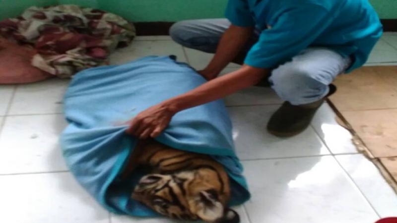 Setelah Perawatan Selama 12 Jam, Anak Harimau Asal Bengkalis ini Akhirnya Mati