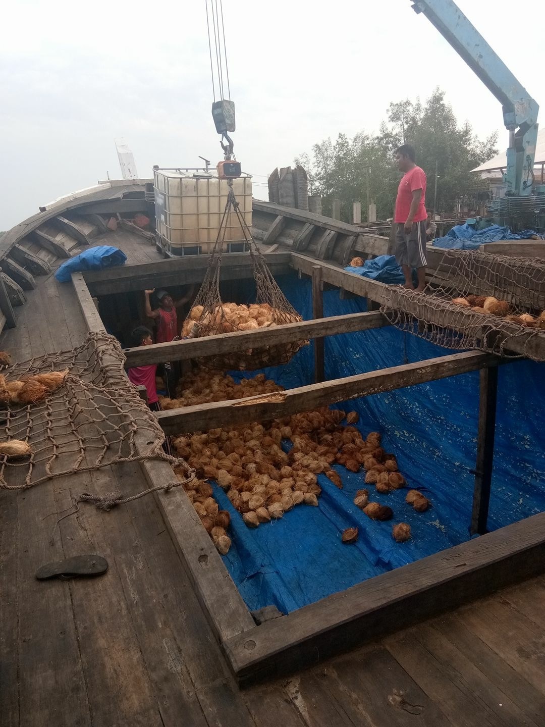 Memasuki Ramadhan Harga Kelapa Menurun, FPPKI Minta Pemda Inhil Sidak ke Perusahaan
