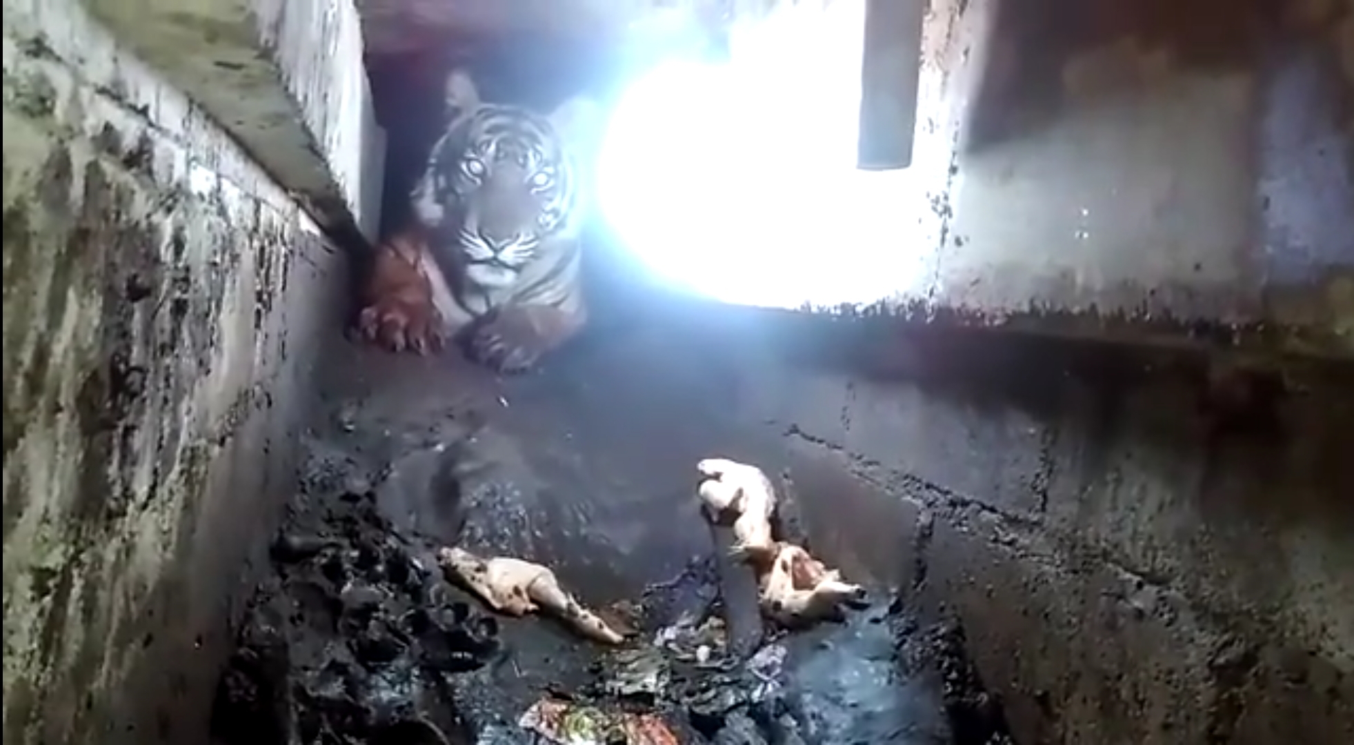 Penampakan Harimau Sumatera di Bawah Ruko Milik Warga
