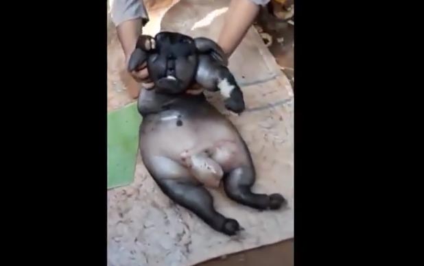 HEBOH! Anak Kambing Baru Lahir ini Menyerupai Manusia, Lihat Videonya...
