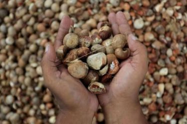 Pekan Ini Harga Pinang Kering di Riau Turun