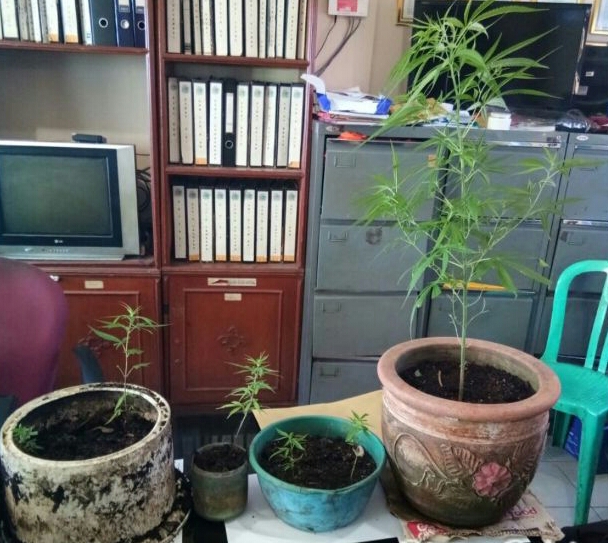 Nanam Ganja, Pria di Tembilahan Ditangkap Polisi