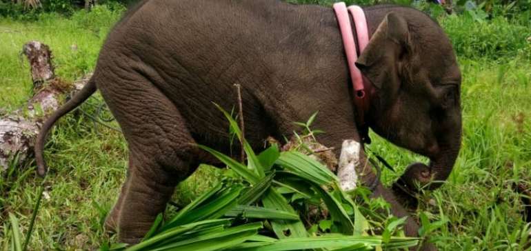 Anak Gajah Liar yang Berhasil Diselamatkan BBKSDA Sulit Dilepasliarkan