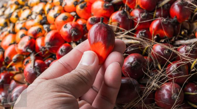 Berikut Harga Kelapa Sawit di Riau Pekan Ini