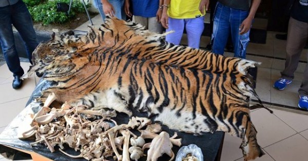 Tangkap 6 Pemburu, BPPHKLHK Sita Organ Harimau Sumatera