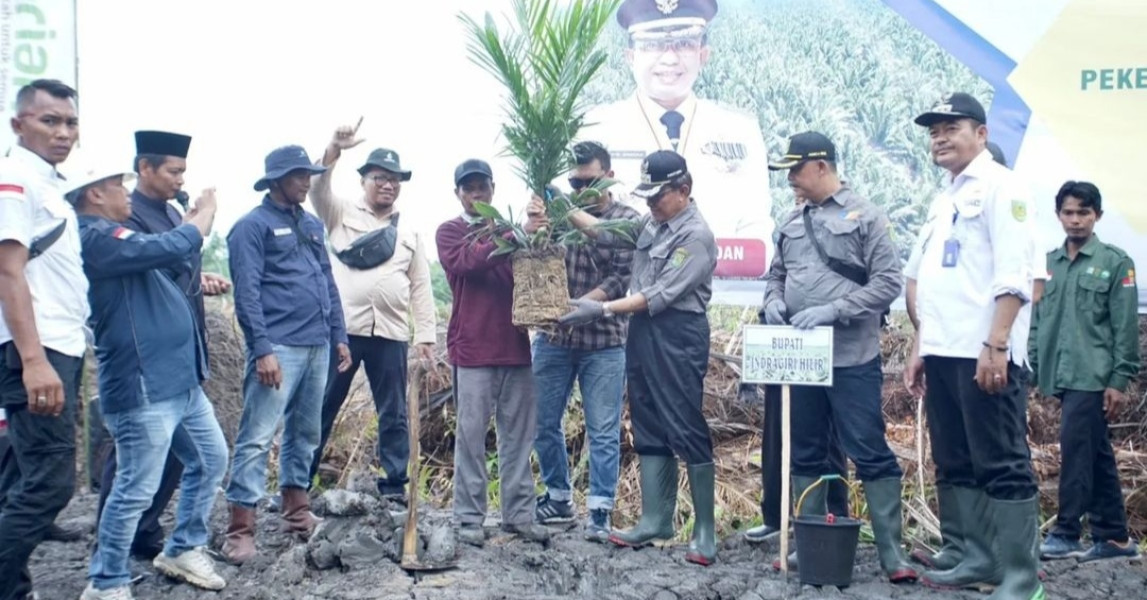 Bupati Inhil Tanam Perdana Kelapa Sawit Program PKSP di Desa Mugomulyo