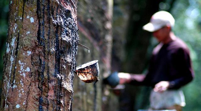 Harga Karet Ditutup Anjlok Lebih dari 5%