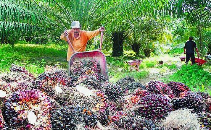 Jelang Ramadhan, Harga TBS Riau Capai Rp 1.893,80 per Kilogram