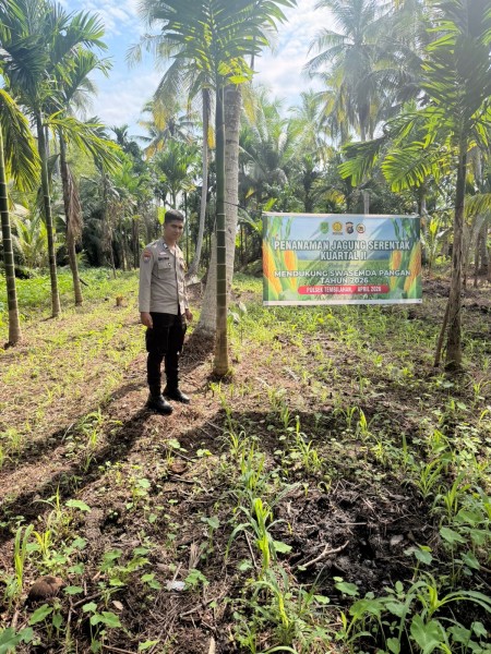 Om Bhabin Milenial Polsek Tembilahan Pantau Pertumbuhan Jagung Warga Dukung Ketahanan Pangan