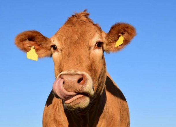 Diam-diam Masuk Hutan, Pria Ini Kedapatan Perkosa Sapi