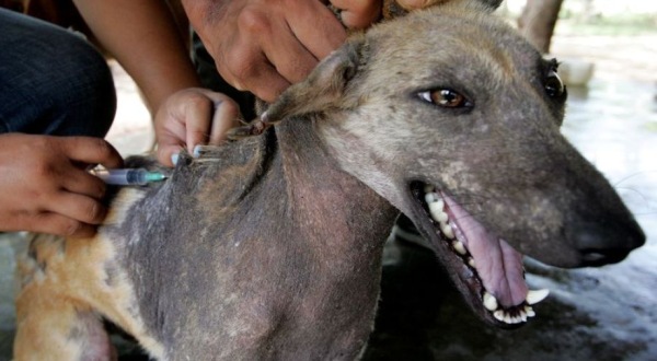 Pemkab Bertekad Pulau Bengkalis Bebas Rabies